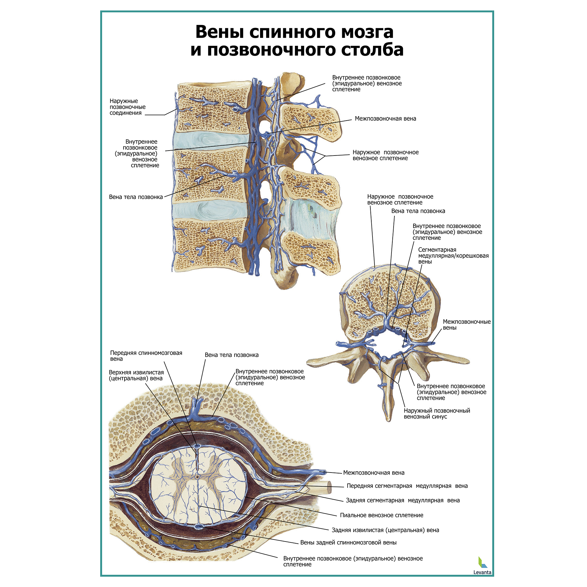 Вены спинного мозга и позвоночного столба